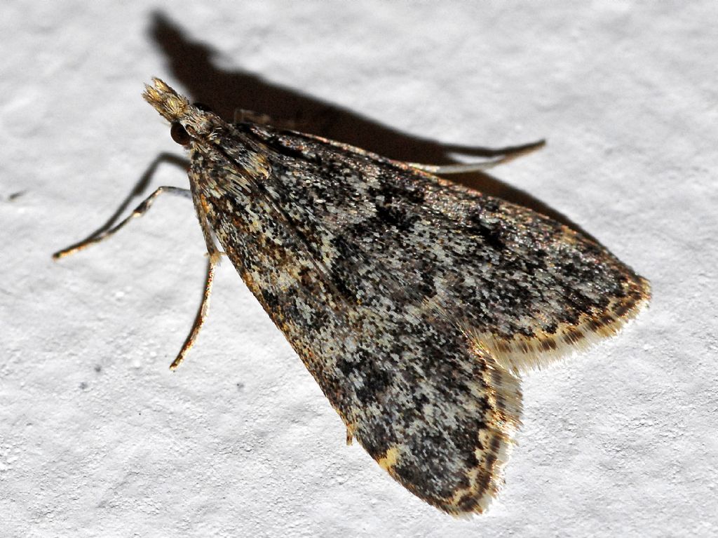 Crambidae: Eudonia phaeoleuca